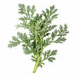 Artemisia fragrance note