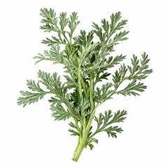 Artemisia fragrance note