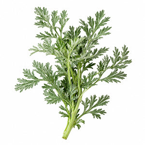 A single Artemisia stem with finely divided, lobed green leaves, isolated on a plain white background.
