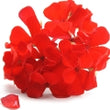 Geranium fragrance note