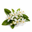 Neroli fragrance note