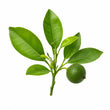 Petitgrain fragrance note