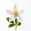 African Orange Flower fragrance note