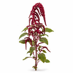 Amaranth fragrance note