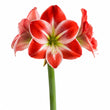 Amaryllis fragrance note