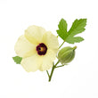 Ambrette (Musk Mallow) fragrance note