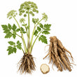 Angelica Root fragrance note