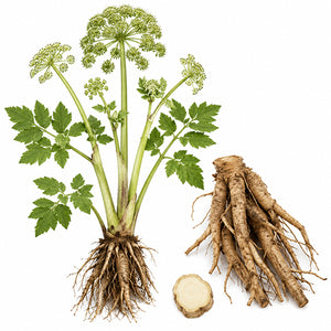 A botanical-style angelica tree and angelica root photo showing a green herb plant with leafy fronds, flowering umbels, a root system, and a cut cross-section on a plain white background.