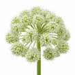 Angelica fragrance note