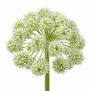 Angelica fragrance note