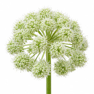 A single pale green umbel angelica flower head on a long green stem, photographed against a plain white background.