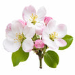 Apple Blossom fragrance note