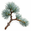 Atlas Cedar fragrance note