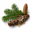 Balsam Fir fragrance note