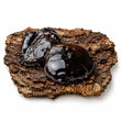 Balsamic notes fragrance note