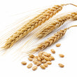 Barley fragrance note