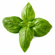 Basil fragrance note