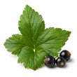 Black currant leaf fragrance note