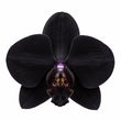 Black Orchid fragrance note