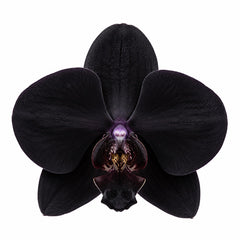 Black Orchid fragrance note