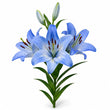 Blue Lilies fragrance note