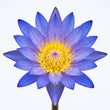 Blue Lotus fragrance note