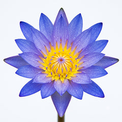 Blue Lotus fragrance note