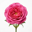 Bulgarian Rose fragrance note