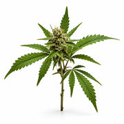 Cannabis fragrance note