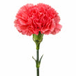 Carnation fragrance note