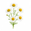 Chamomile fragrance note