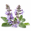 Clary Sage fragrance note