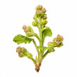 Currant buds fragrance note