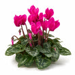 Cyclamen fragrance note