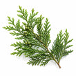 Cypress fragrance note