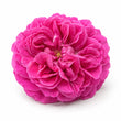Damask Rose fragrance note