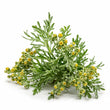 Davana fragrance note