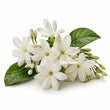 Egyptian Jasmine fragrance note