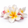 Frangipani fragrance note