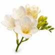 Freesia fragrance note