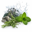 Fresh Notes fragrance note