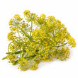 Galbanum fragrance note