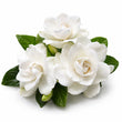 Gardenia fragrance note
