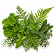 Green notes fragrance note