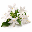 Hedione fragrance note