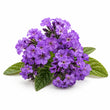 Heliotrope fragrance note