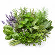 Herbal Notes fragrance note