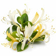 Honeysuckle fragrance note