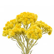 Immortelle fragrance note