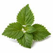 Indonesian Patchouli Leaf fragrance note
